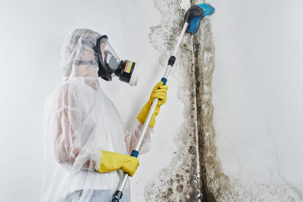 Best Mold Testing  in Halfway House, PA