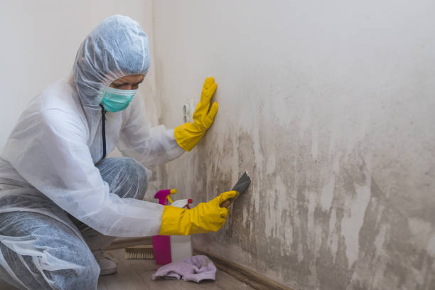 Best Attic Mold Removal  in Halfway House, PA