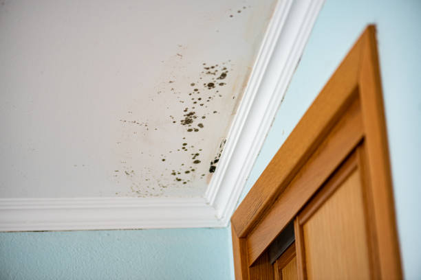 Best Crawl Space Mold Removal  in Halfway House, PA