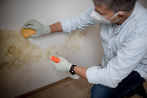 Best Emergency Mold Removal  in Halfway House, PA