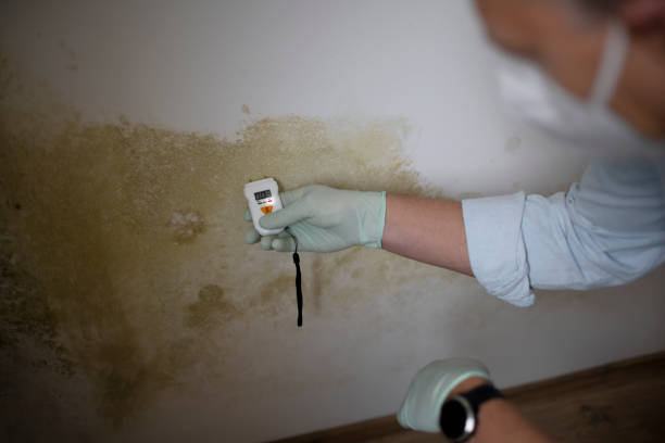 Best Professional Mold Removal  in Halfway House, PA