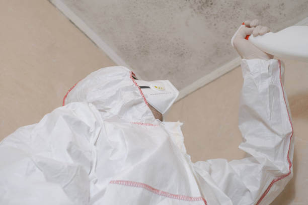 Best Same-Day Mold Removal  in Halfway House, PA