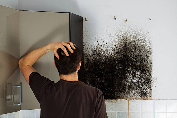 Best Mold Remediation Services  in Halfway House, PA