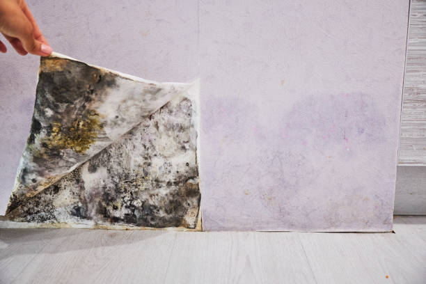 Best Attic Mold Removal  in Halfway House, PA